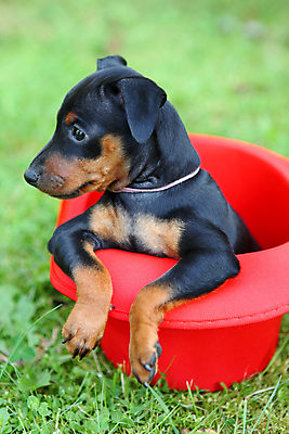 포토 JPG 해외이미지 동물 응시 여자 남자 포유류 자연 친절 실내 사람없음 빨간색 초록색 반려동물 갈색 봄 활발 미니어처 관찰 개 강아지 작음 만족 노려봄 송곳니 기르기 미니 유래 해외202004 해외포토 시선 계절 감정 컬러 컨셉 모션 표정 사람 내부 모형 치아 크기 생태계 돌봄 파일형식 이미지허브