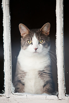 포토 JPG 해외이미지 동물 응시 남자 얼굴 포즈 창문 포유류 유리 주택 실내 사람없음 반려동물 고양이 회색 흰색 관찰 호기심 얼룩무늬 해외202004 해외포토 시선 감정 컬러 컨셉 무늬 모션 재질 사람 내부 건물 신체부위 파일형식 이미지허브