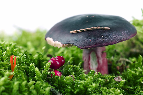 포토 JPG 해외이미지 계절 오렌지 이끼 사람없음 빨간색 초록색 보라색 버섯 가을 닫기 숲 곰팡이 해외202004 해외포토 컬러 과일 모션 파일형식 이미지허브