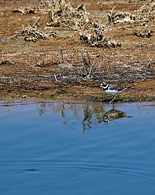 포토 JPG 해외이미지 야생동물 날개 자연 조류 종류 사람없음 보호 지중해 깃털 부리 육식동물 서식지 동물상 몰타섬 생태학 해외202004 해외포토 동물 교육 바다 섬 컨셉 조형물 생태계 몰타 파일형식 이미지허브