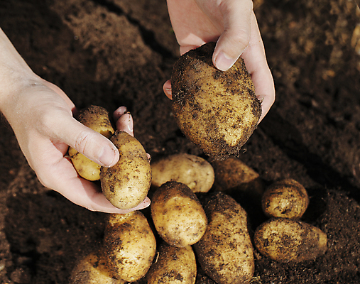 포토 JPG 해외이미지 손 음식 감자 관리 사람없음 흙 수확 가을 잡기 농부 먼지 식용 해외202004 해외포토 직업 계절 농업 채소 모션 신체부위 파일형식 이미지허브