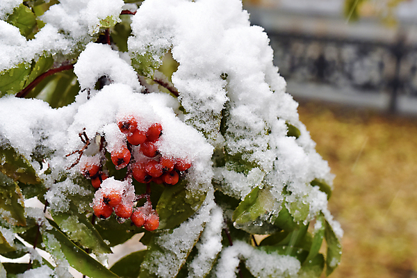포토 JPG 해외이미지 나무 식물 계절 열매 백그라운드 겨울 자연 산 사람없음 야외 빨간색 얼음 추위 가을 흰색 나뭇가지 떨어짐 시원함 크리스탈 다발 서리 내추럴 반투명 재 폭설 눈내림 해외202004 해외포토 자연요소 컬러 컨셉 눈_날씨 광석 자연재해 생태계 파일형식 이미지허브