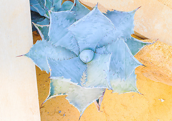 포토 JPG 해외이미지 식물 꽃 패턴 자연 추상 새로움 멕시코 선인장 사람없음 초록색 파란색 환경 화장품 사막 우유 가시 크림 묘사 날카로움 시럽 애리조나 스파이크 테킬라 대칭 세기 이국적 그리너리 해외202004 해외포토 컬러 컨셉 북아메리카 무늬 모션 유제품 주류 뷰티 미국 생태계 파일형식 트랜드컬러 이미지허브