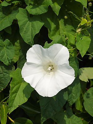 포토 JPG 해외이미지 주간 꽃 자연 사람없음 야외 흰색 위험 독말풀 해외202004 해외포토 자연요소 식물 컬러 컨셉 생태계 파일형식 이미지허브