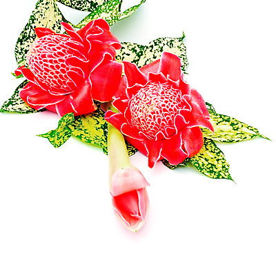 포토 JPG 해외이미지 식물 꽃잎 꽃 분홍색 사람없음 빨간색 초록색 컬러풀 성장 손전등 싱글 하와이 인도네시아 생강 왁스 이국적 해외202004 해외포토 아시아 컬러 채소 조명 미국 파일형식 이미지허브