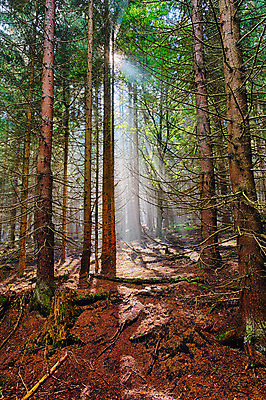 포토 JPG 해외이미지 나무 계절 공원 길 백그라운드 잎 자연 아침 이끼 풍경 사람없음 야외 목재 초록색 여름 빛 햇빛 평화 일출 환경 봄 안개 성장 광선 가을 나뭇가지 시골 황무지 황금 숲 신비 내추럴 해외202004 해외포토 주간 식물 공공시설 컬러 컨셉 재료 날씨 태양 노을 생태계 파일형식 이미지허브