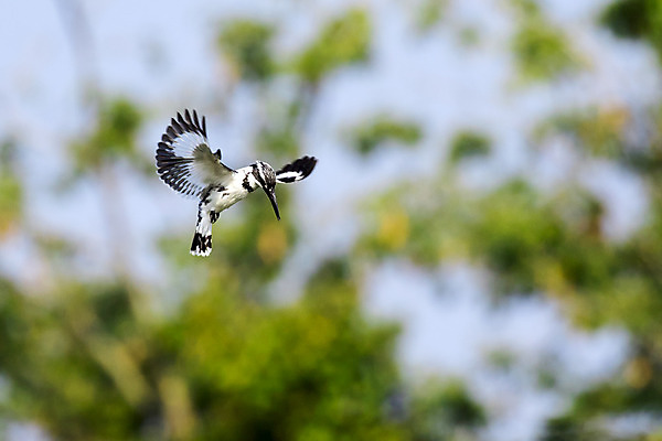 포토 JPG 해외이미지 주간 야생동물 자연 조류 하늘 사람없음 야외 아웃포커스 사냥 물새 물총새 해외202004 해외포토 자연요소 동물 촬영기법 생태계 파일형식 이미지허브