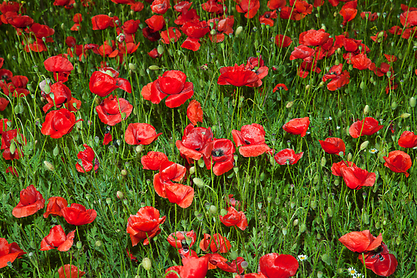 포토 JPG 해외이미지 식물 구름 계절 꽃잎 꽃 백그라운드 잎 꽃무늬 밭 농업 자연 풍경 잔디 사람없음 야외 장식 빨간색 초록색 여름 환경 정원 봄 들꽃 벚꽃 시골 땅 허브 양귀비 내추럴 해외202004 해외포토 자연요소 산업 컬러 무늬 생태계 파일형식 이미지허브