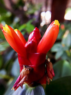 포토 JPG 해외이미지 나무 식물 디자인 꽃잎 꽃 백그라운드 컨셉 잎 꽃무늬 자연 추상 사람없음 야외 빨간색 초록색 여름 컬러풀 정원 봄 벚꽃 흰색 신선 개화 달콤 질감 부드러움 내추럴 떠남 블러 해외202004 해외포토 계절 컬러 무늬 모션 감각 맛 생태계 파일형식 이미지허브