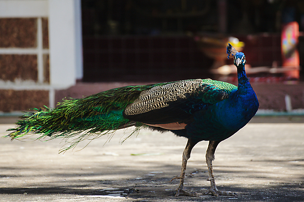 포토 JPG 해외이미지 동물 남자 야생동물 자연 조류 사람없음 장식 파란색 빛 컬러풀 머리 펼침 의식 우아함 공작 인도인 깃털 꼬리 부리 짝짓기 동물상 해외202004 해외포토 외국인 컬러 컨셉 모션 사람 동양인 신체부위 조형물 생태계 파일형식 이미지허브