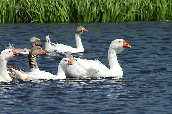 포토 JPG 해외이미지 응시 호수 날개 조류 경비 사람없음 물 여름 강 농장 머리 마을 수영 회색 흰색 시골 연못 뜨거움 보호 군중 깃털 메인 리더 시력 부리 목 거위 물새 제비 해외202004 해외포토 자연요소 동물 시선 계절 컬러 컨셉 농업 안전 사람 신체부위 수상스포츠 파일형식 이미지허브