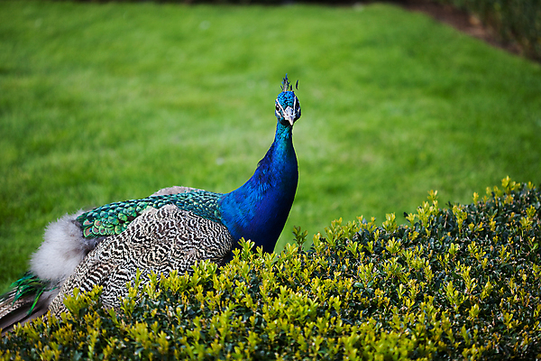 포토 JPG 해외이미지 동물 전통 응시 공원 남자 야생동물 패턴 자연 조류 기술 동물원 사람없음 가로 초록색 파란색 머리 걷기 축제 활발 의식 공작 깃털 어깨 꼬리 부리 보여주기 꿩 짝짓기 멀티 이국적 해외202004 해외포토 시선 공공시설 컬러 컨셉 무늬 모션 사람 신체부위 생태계 파일형식 이미지허브