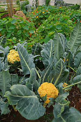 포토 JPG 해외이미지 식물 계절 꽃 음식 분홍색 백그라운드 잎 패턴 농업 채소 자연 사람없음 장식 초록색 컬러풀 농장 농경지 정원 보라색 성장 벚꽃 흰색 신선 냄비 상품 유기농 원예 양배추 북쪽 내추럴 밭일 케일 많음 해외202004 해외포토 웰빙 산업 컬러 컨셉 무늬 취미 솥 방향 생태계 파일형식 이미지허브