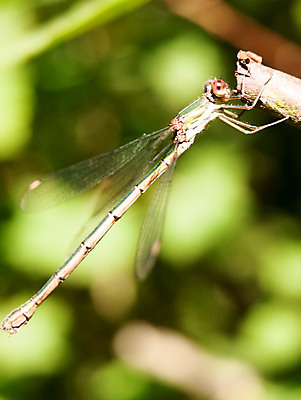 포토 JPG 해외이미지 주간 식물 동물 계절 남자 야생동물 곤충 백그라운드 잎 절지류 자연 영국 사람없음 야외 닫기 벌레 잠자리 에메랄드 육식동물 동물상 해외202004 해외포토 자연요소 유럽 모션 사람 조형물 보석 생태계 파일형식 이미지허브