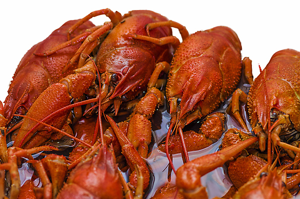 포토 JPG 해외이미지 동물 음료 음식 바다 백그라운드 조개 새우 맥주 건강 육류 어류 사람없음 빨간색 저녁식사 껍질 흰색 고급 애피타이저 큼 가재 바닷가재 해산물 준비 상쾌 촉수 점심식사 고립 삶기 식품점 집게발 해외202004 해외포토 감정 컬러 컨셉 식재료 어패류 주류 갑각류 상점 식사 수중동물 크기 파일형식 이미지허브