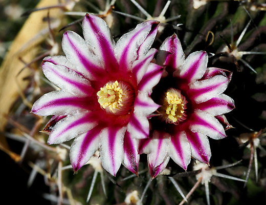 포토 JPG 해외이미지 식물 계절 공원 꽃잎 꽃 백그라운드 꽃무늬 전구 자연 사람없음 야외 컬러풀 정원 보라색 어둠 봄 활발 성장 개화 묘사 특별함 플로리다 해외202004 해외포토 공공시설 컬러 컨셉 무늬 미국 생태계 파일형식 이미지허브