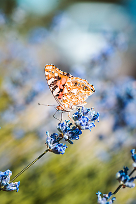 포토 JPG 해외이미지 식물 동물 꽃 나비 곤충 백그라운드 꽃무늬 날개 자연 안테나 풍경 사람없음 초록색 여름 파란색 컬러풀 정원 보라색 벚꽃 그리기 개화 허브 제비꽃 아로마 라벤더 내추럴 많음 해외202004 해외포토 계절 컬러 컨셉 무늬 통신 모션 생태계 파일형식 이미지허브