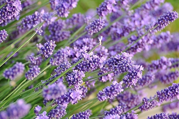 포토 JPG 해외이미지 식물 꽃 분홍색 백그라운드 사람없음 초록색 여름 정원 봄 향기 라벤더 라일락 해외202004 해외포토 계절 컬러 허브 냄새 파일형식 이미지허브