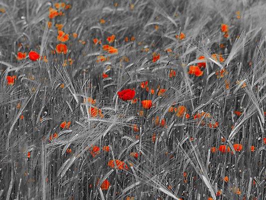 포토 JPG 해외이미지 식물 꽃 밭 농업 자연 사람없음 빨간색 초록색 농작물 환경 봄 수확 성장 시골 신선 시리얼 밀 허브 보리 양귀비 해외202004 해외포토 계절 산업 음식 컬러 곡류 생태계 파일형식 이미지허브