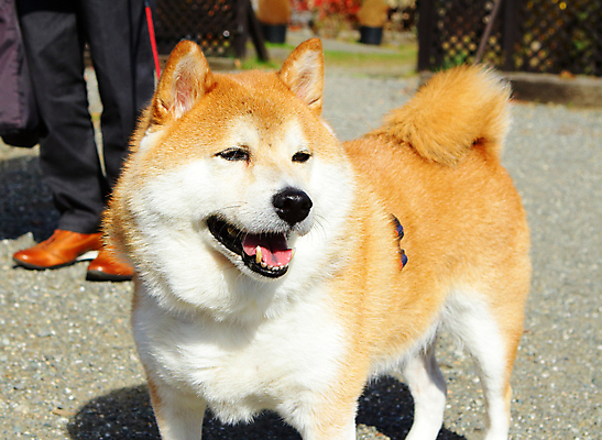 포토 JPG 해외이미지 주간 한마리 반려견 사람없음 야외 산책 강아지 시바견 해외202004 해외포토 자연요소 1 휴식 반려동물 개 파일형식 이미지허브