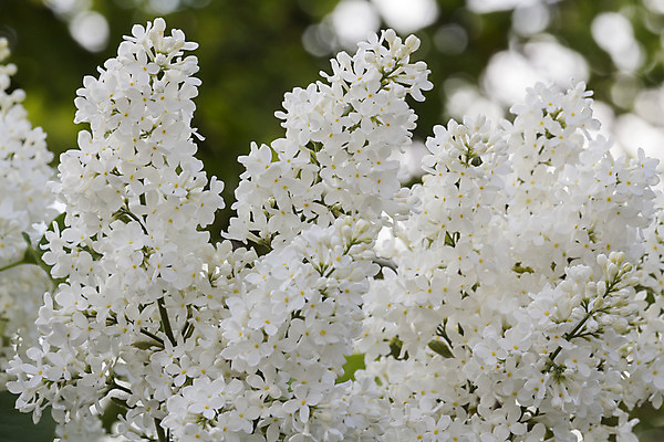 포토 JPG 해외이미지 나무 식물 계절 꽃잎 꽃 분홍색 백그라운드 잎 자연 선물 사람없음 야외 장식 초록색 여름 파란색 정원 보라색 봄 성장 벚꽃 흰색 신선 다발 원예 냄새 심플 라일락 해외202004 해외포토 컬러 취미 생태계 파일형식 이미지허브
