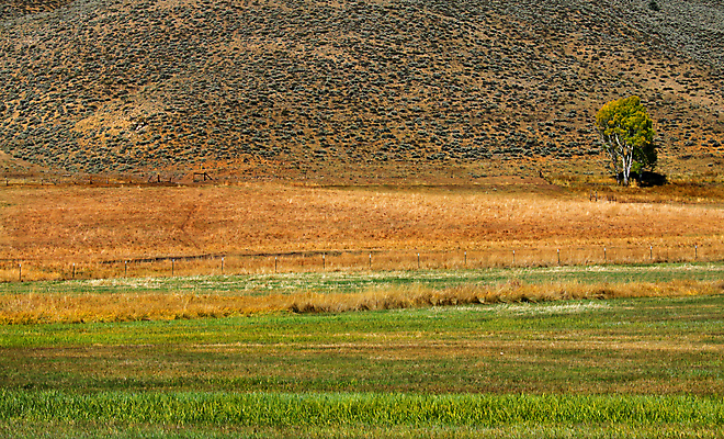 포토 JPG 해외이미지 나무 계절 백그라운드 밭 농업 자연 풍경 사람없음 야외 초록색 여름 농장 시골 땅 언덕 싱글 장면 내추럴 밭일 양발 혼자 수평선 해외202004 해외포토 식물 산업 컬러 생태계 파일형식 이미지허브