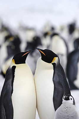 포토 JPG 해외이미지 동물 야생동물 겨울 자연 조류 사람없음 냉동 얼음 추위 남극 북극 펭귄 봉 남쪽 해외202004 해외포토 자연요소 계절 극지방 방향 생태계 파일형식 이미지허브