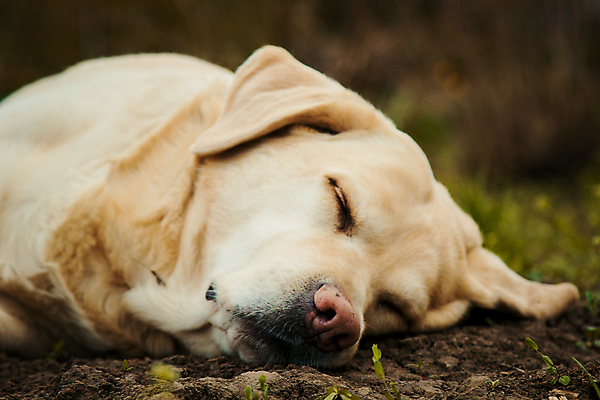 포토 JPG 해외이미지 주간 한마리 휴식 사람없음 야외 아웃포커스 눕기 귀여움 잠 개 래브라도리트리버 해외포토 자연요소 1 컨셉 포유류 모션 촬영기법 리트리버 파일형식 이미지허브