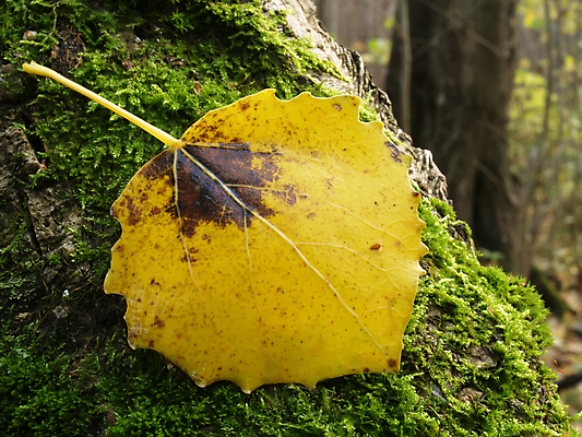 포토 JPG 해외이미지 나무 식물 계절 공원 백그라운드 단풍 잎 오렌지 자연 추상 기술 사람없음 빨간색 갈색 노란색 환경 활발 젖음 가을 화려 황금 숲 9월 11월 수집 질감 장면 10월 해외202004 해외포토 공공시설 컬러 컨셉 무늬 과일 날짜 생태계 파일형식 이미지허브