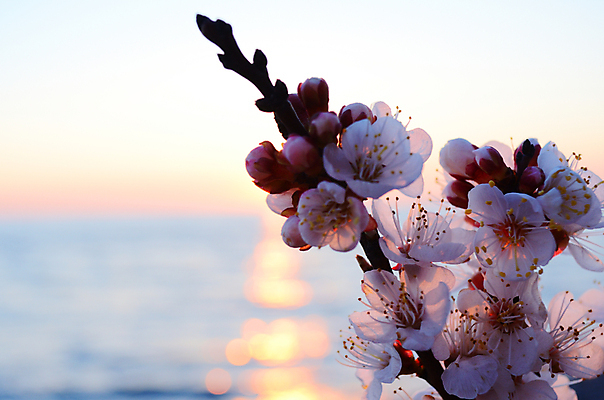 포토 JPG 해외이미지 나무 식물 계절 공원 꽃 바다 분홍색 백그라운드 꽃무늬 자연 하늘 새해 이벤트 사람없음 물 파란색 정원 일본 맑음 축제 봄 벚꽃 흰색 나뭇가지 신선 시간 개화 체리 4월 내추럴 고립 수평선 해외202004 해외포토 자연요소 공공시설 아시아 컬러 무늬 과일 날씨 날짜 생태계 파일형식 이미지허브