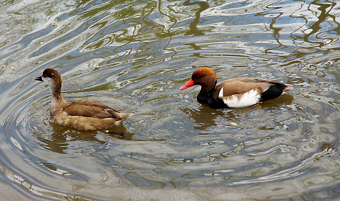 포토 JPG 해외이미지 동물 남자 야생동물 자연 조류 오리 사람없음 물 수영 해외202004 해외포토 자연요소 사람 수상스포츠 생태계 파일형식 이미지허브