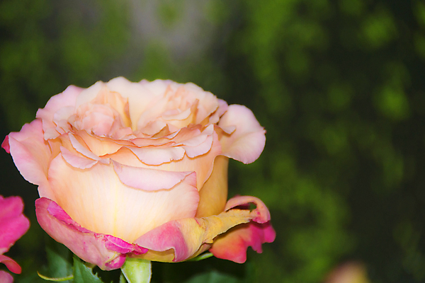 포토 JPG 해외이미지 식물 꽃잎 꽃 분홍색 꽃다발 자연 미술 사람없음 장식 장미 정원 벚꽃 개화 원예 내추럴 해외202004 해외포토 컬러 문화예술 취미 생태계 파일형식 이미지허브