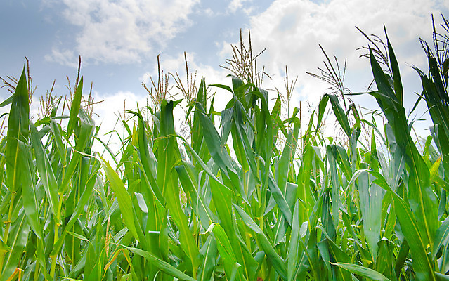 포토 JPG 해외이미지 식물 구름 지구 음식 백그라운드 밭 농업 자연 하늘 날씨 옥수수 풍경 사람없음 야외 농장 환경 수확 시골 땅 밀 세련 해외202004 해외포토 자연요소 산업 곡류 생태계 파일형식 이미지허브