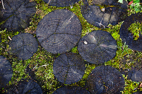 포토 JPG 해외이미지 나무 식물 백그라운드 자연 바닥 이끼 풍경 사람없음 목재 가로 초록색 여름 갈색 환경 젖음 촉촉함 가을 신선 틈 균열 널 파편 숲 수분 신비 통로 질감 통나무 다리찢기 골절 옛날 해외202004 해외포토 계절 컬러 컨셉 재료 의학 모션 생태계 파일형식 이미지허브
