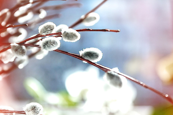 포토 JPG 해외이미지 나무 식물 계절 꽃 꽃다발 백그라운드 자연 휴가 부활절 이벤트 사람없음 목재 장식 빛 햇빛 갈색 우주 환경 고양이 봄 회색 수확 성장 흰색 나뭇가지 인사 신선 신용카드 개화 신장 닫기 4월 버드나무 심볼 순수 복고 부드러움 솜털 내추럴 소셜네트워크 옛날 처음 효과 해외202004 해외포토 기념일 컬러 컨셉 농업 재료 포유류 모션 금융 반려동물 태양 예절 감각 날짜 비뇨기관 생태계 파일형식 이미지허브