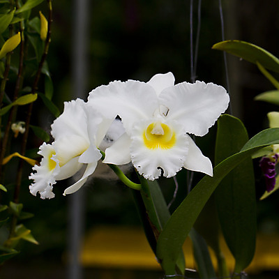 포토 JPG 해외이미지 1 디자인 백그라운드 추상 사람없음 빨간색 새싹 스파 성장 자르기 허브 심볼 싱글 모종 처음 해외202004 해외포토 식물 컬러 무늬 모션 파일형식 이미지허브