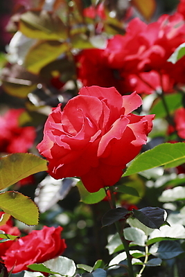 포토 JPG 해외이미지 식물 꽃 잎 꽃무늬 자연 사람없음 야외 빨간색 초록색 빛 장미 정원 벚꽃 신선 개화 소프트포커스 원예 꽃가루 내추럴 해외202004 해외포토 컬러 무늬 촬영기법 취미 가루 생태계 파일형식 이미지허브