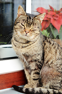 포토 JPG 해외이미지 동물 포유류 사람없음 반려동물 고양이 줄무늬 큼 모피 꼬리 해외202004 해외포토 무늬 크기 파일형식 이미지허브