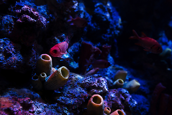 포토 JPG 해외이미지 동물 여행 어류 사람없음 물 관광지 고요 수족관 내추럴 싱가폴 해외202004 해외포토 자연요소 아시아 수중동물 파일형식 이미지허브