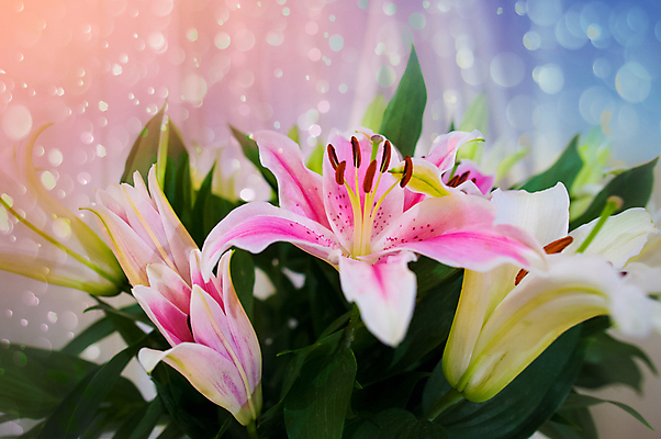 포토 JPG 해외이미지 식물 기념일 꽃잎 꽃 분홍색 꽃다발 결혼 백그라운드 잎 꽃무늬 자연 휴가 발렌타인데이 사랑 사람없음 장식 빨간색 초록색 물 여름 정원 봄 벚꽃 흰색 축하 신선 우아함 백합 냄새 내추럴 고립 해외202004 해외포토 자연요소 계절 감정 컬러 컨셉 무늬 데이이벤트 이벤트 생태계 파일형식 이미지허브