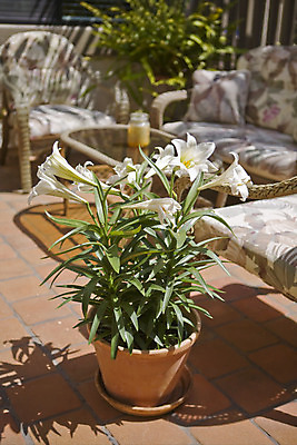 포토 JPG 해외이미지 식물 라이프스타일 가구 잎 주택 사람없음 야외 정원 미국 냄비 백합 타일 캘리포니아 해외202004 해외포토 꽃 생활용품 북아메리카 건물 생활 솥 파일형식 이미지허브