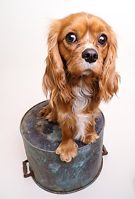 포토 JPG 해외이미지 털 사람없음 반려동물 스패니얼 개 강아지 왕 양동이 무릎 송곳니 해외202004 해외포토 동물 포유류 신체부위 치아 파일형식 이미지허브