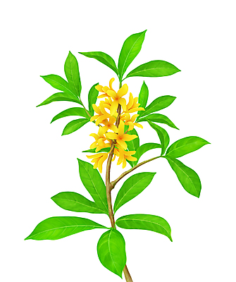 포토 JPG 해외이미지 식물 꽃 줄기 잎 일러스트 자연 경사 사람없음 장식 초록색 갈색 노란색 새싹 환경 정원 봄 성장 나뭇가지 신선 개화 닫기 작음 묘사 오브젝트 원예 내추럴 미니 그리너리 해외202004 해외포토 나무 계절 컬러 모션 취미 크기 생태계 파일형식 트랜드컬러 이미지허브