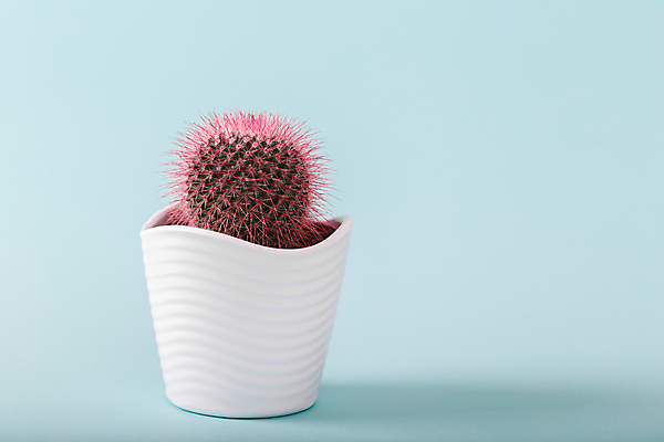 포토 JPG 해외이미지 식물 디자인 꽃 백그라운드 자연 멕시코 선인장 주택 건조 선물 취미 사람없음 내부 장식 초록색 컬러풀 정원 회색 사막 성장 흰색 나뭇가지 신선 도자기 냄비 허브 원예 점토 분재 DIY 콘크리트 해외202004 해외포토 나무 컬러 북아메리카 건물 솥 생태계 파일형식 이미지허브