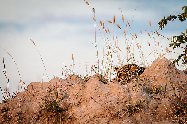 포토 JPG 해외이미지 동물 척추동물 응시 공원 야생동물 여행 포유류 아프리카 자연 친절 털 사람없음 야외 환경 고양이 힘 행성 운전 게임 황무지 보호 위험 큼 모피 심볼 사파리 속도 육식동물 사냥꾼 표범 내추럴 사바나 전국 해외202004 해외포토 직업 시선 공공시설 나라 컨셉 모션 놀이 반려동물 우주 크기 생태계 파일형식 이미지허브