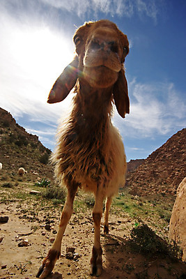 포토 JPG 해외이미지 동물 포유류 자연 하늘 불꽃 산 육류 그림자 풍경 사람없음 야외 태양 머리 사막 양 각도 해외202004 해외포토 자연요소 식재료 불 신체부위 생태계 파일형식 이미지허브