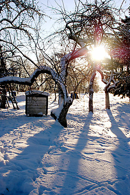 포토 JPG 해외이미지 나무 식물 열매 줄기 겨울 농업 과일 사다리 자연 사람없음 목재 농작물 정원 얼음 봄 추위 가을 나뭇가지 눈송이 맛 사과 벌 원예 생물학 서리 고드름 올가미 전나무 단계 벌집 재 해외202004 해외포토 자연요소 계절 교육 산업 곤충 컨셉 재료 눈_날씨 취미 도구 생태계 파일형식 이미지허브