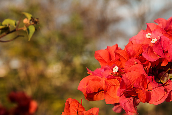 포토 JPG 해외이미지 식물 꽃잎 꽃 종이 분홍색 백그라운드 잎 꽃무늬 태국 자연 하늘 사람없음 야외 장식 빨간색 초록색 여름 컬러풀 햇빛 태양 노란색 우주 정원 보라색 벚꽃 나뭇가지 개화 관목 원예 내추럴 해외202004 해외포토 자연요소 나무 계절 아시아 컬러 무늬 취미 생태계 파일형식 이미지허브