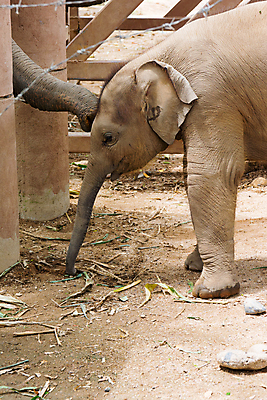 포토 JPG 해외이미지 동물 공원 아시아 야생동물 여행 포유류 가족 태국 자연 코끼리 안전 동양인 사람없음 야외 초록색 머리 환경 힘 회색 아기 행운 황무지 숲 큼 피부 상아 북쪽 내추럴 돌봄 전국 해외202004 해외포토 공공시설 나라 컬러 컨셉 관계 모션 사람 인종 신체부위 크기 방향 생태계 파일형식 이미지허브