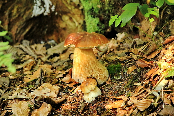 포토 JPG 해외이미지 주간 낙엽 자연 나뭇잎 근접촬영 사람없음 야외 버섯 숲속 해외202004 해외포토 자연요소 뷰포인트 잎 숲 생태계 파일형식 이미지허브